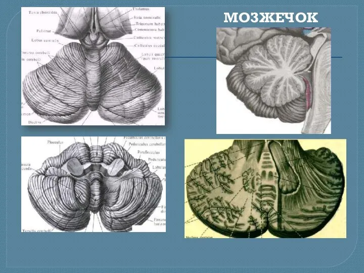 МОЗЖЕЧОК