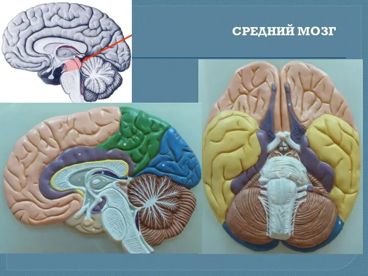 СРЕДНИЙ МОЗГ