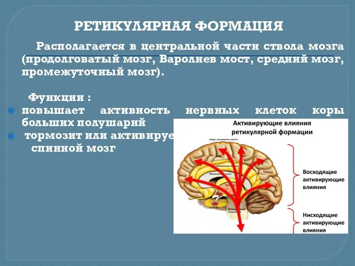 РЕТИКУЛЯРНАЯ ФОРМАЦИЯ Располагается в центральной части ствола мозга (продолговатый мозг, Варолиев мост,