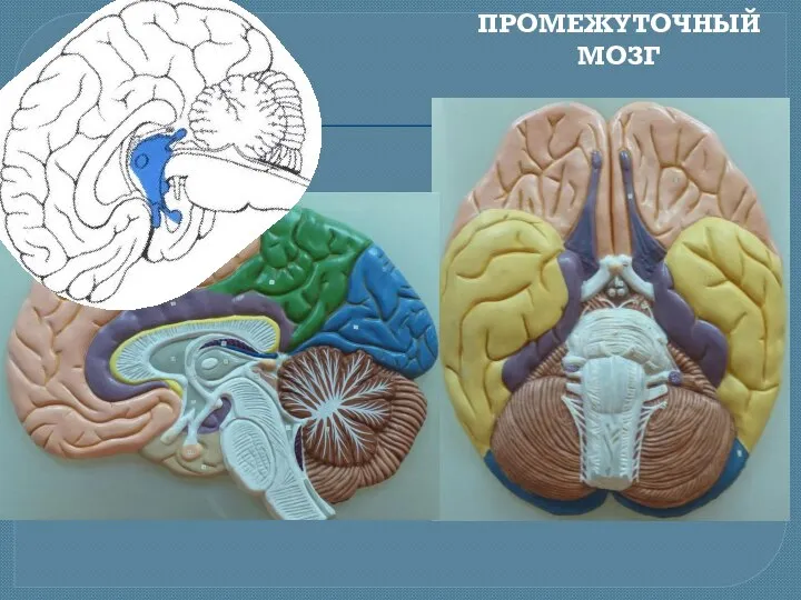 ПРОМЕЖУТОЧНЫЙ МОЗГ