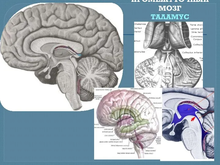 ПРОМЕЖУТОЧНЫЙ МОЗГ ТАЛАМУС