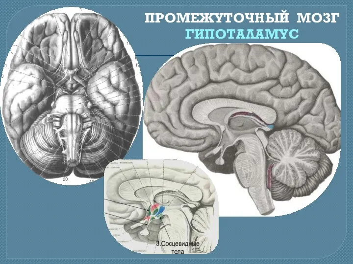 ПРОМЕЖУТОЧНЫЙ МОЗГ ГИПОТАЛАМУС