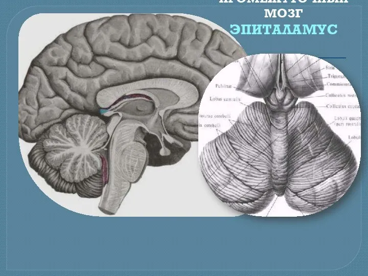 ПРОМЕЖУТОЧНЫЙ МОЗГ ЭПИТАЛАМУС
