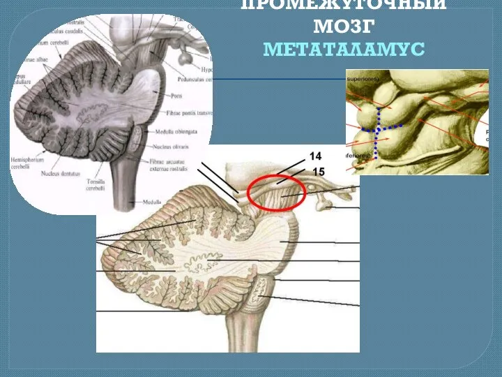 ПРОМЕЖУТОЧНЫЙ МОЗГ МЕТАТАЛАМУС