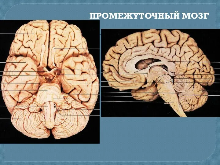 ПРОМЕЖУТОЧНЫЙ МОЗГ