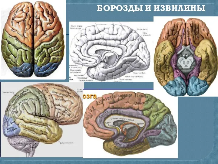 БОРОЗДЫ И ИЗВИЛИНЫ