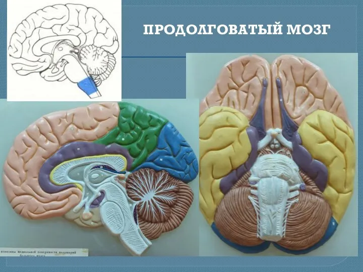 ПРОДОЛГОВАТЫЙ МОЗГ