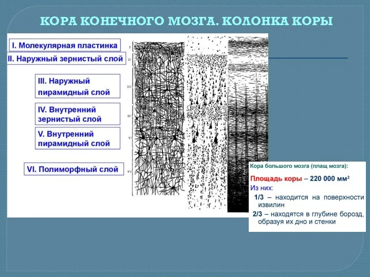 КОРА КОНЕЧНОГО МОЗГА. КОЛОНКА КОРЫ