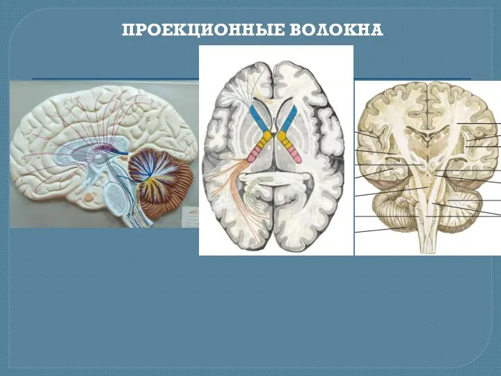 ПРОЕКЦИОННЫЕ ВОЛОКНА