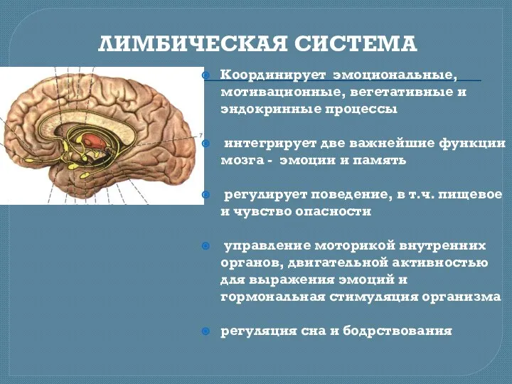 ЛИМБИЧЕСКАЯ СИСТЕМА Координирует эмоциональные, мотивационные, вегетативные и эндокринные процессы интегрирует две важнейшие