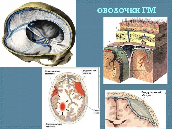 ОБОЛОЧКИ ГМ