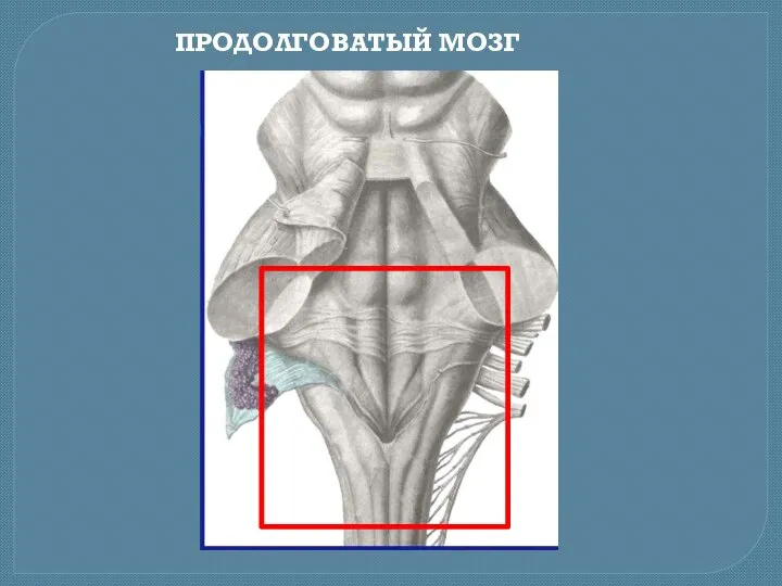 ПРОДОЛГОВАТЫЙ МОЗГ