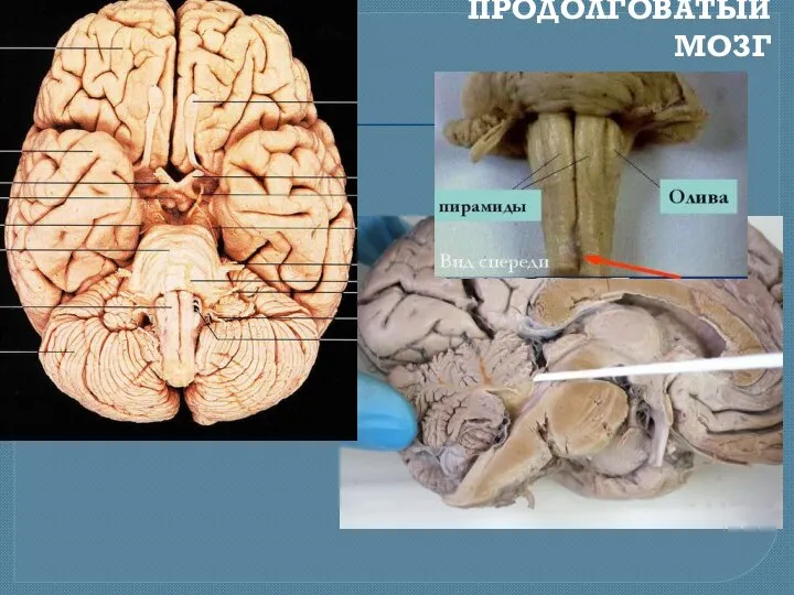 ПРОДОЛГОВАТЫЙ МОЗГ