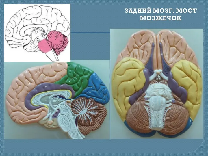 ЗАДНИЙ МОЗГ. МОСТ МОЗЖЕЧОК