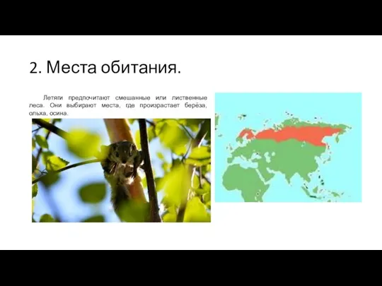 2. Места обитания. Летяги предпочитают смешанные или лиственные леса. Они выбирают места,