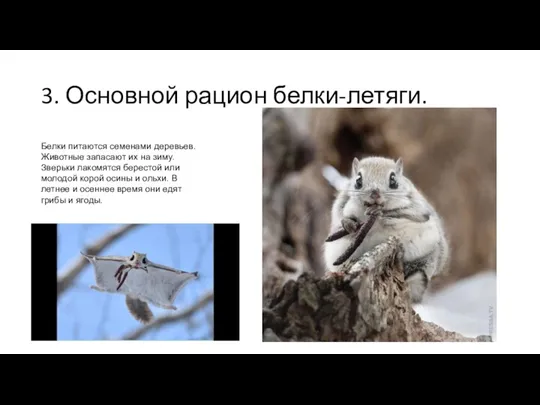 3. Основной рацион белки-летяги. Белки питаются семенами деревьев. Животные запасают их на