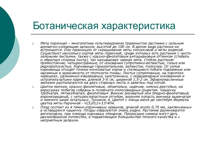 Ботаническая характеристика Мята перечная – многолетнее культивируемое травянистое растение с сильным ароматно-холодящим