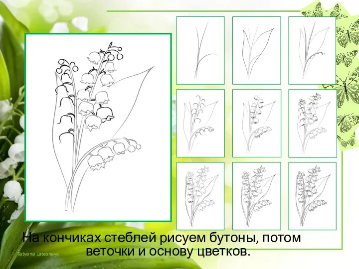 На кончиках стеблей рисуем бутоны, потом веточки и основу цветков.