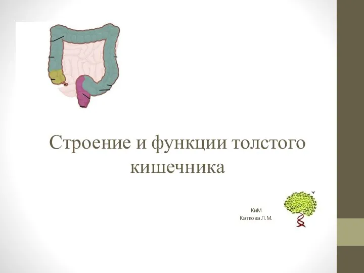 Строение и функции толстого кишечника