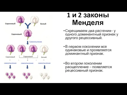 1 и 2 законы Менделя Скрещиваем два растения– у одного доминантный признак