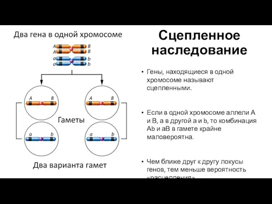 Сцепленное наследование Гены, находящиеся в одной хромосоме называют сцепленными. Если в одной