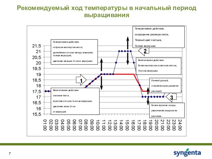 Рекомендуемый ход температуры в начальный период выращивания Генеративное действие: открытые вытянутые кисти,