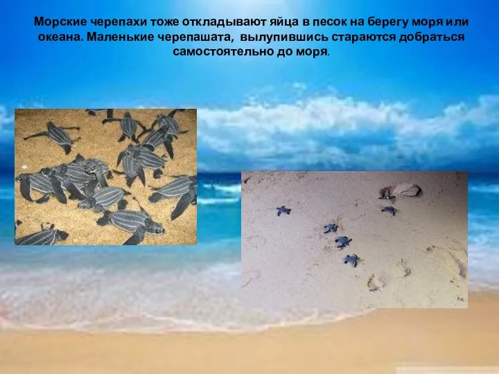 Морские черепахи тоже откладывают яйца в песок на берегу моря или океана.