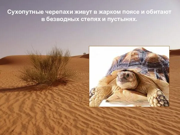 Сухопутные черепахи живут в жарком поясе и обитают в безводных степях и пустынях.