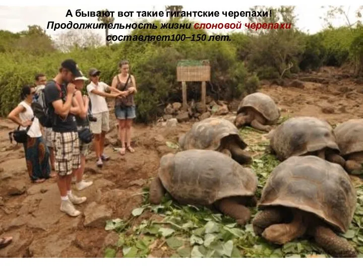 А бывают вот такие гигантские черепахи! Продолжительность жизни слоновой черепахи составляет100–150 лет.