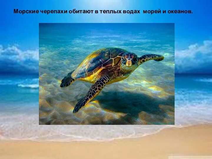 Морские черепахи обитают в теплых водах морей и океанов.