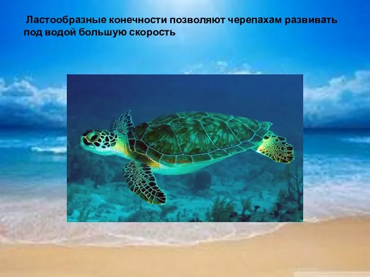Ластообразные конечности позволяют черепахам развивать под водой большую скорость