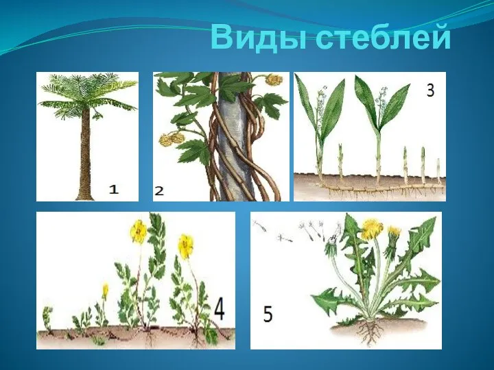 Виды стеблей