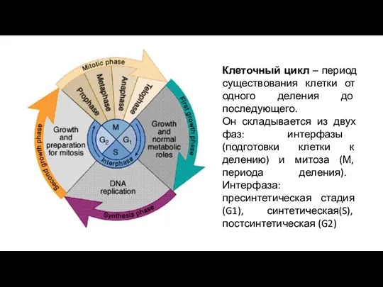 Клеточный цикл – период существования клетки от одного деления до последующего. Он