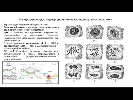 Интерфазное ядро – центр управления жизнедеятельностью клетки Термин “ядро” предложен Броуном в