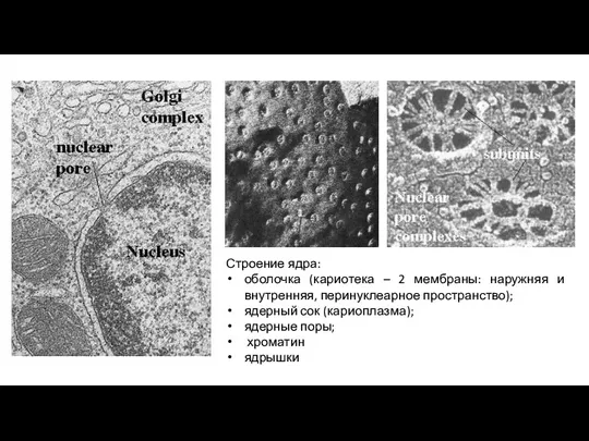 Строение ядра: оболочка (кариотека – 2 мембраны: наружняя и внутренняя, перинуклеарное пространство);