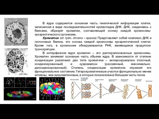 В ядре содержится основная часть генетической информации клетки, записанная в виде последовательностей