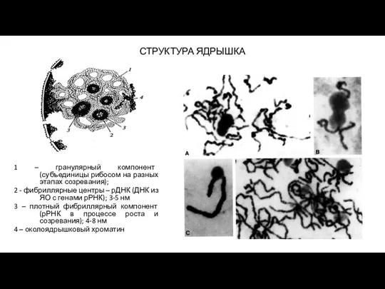 СТРУКТУРА ЯДРЫШКА 1 – гранулярный компонент (субъединицы рибосом на разных этапах созревания);