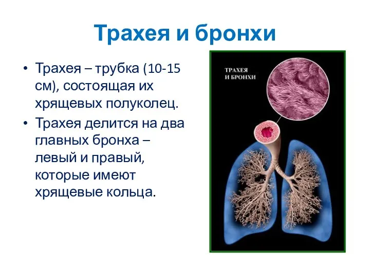 Трахея и бронхи Трахея – трубка (10-15 см), состоящая их хрящевых полуколец.