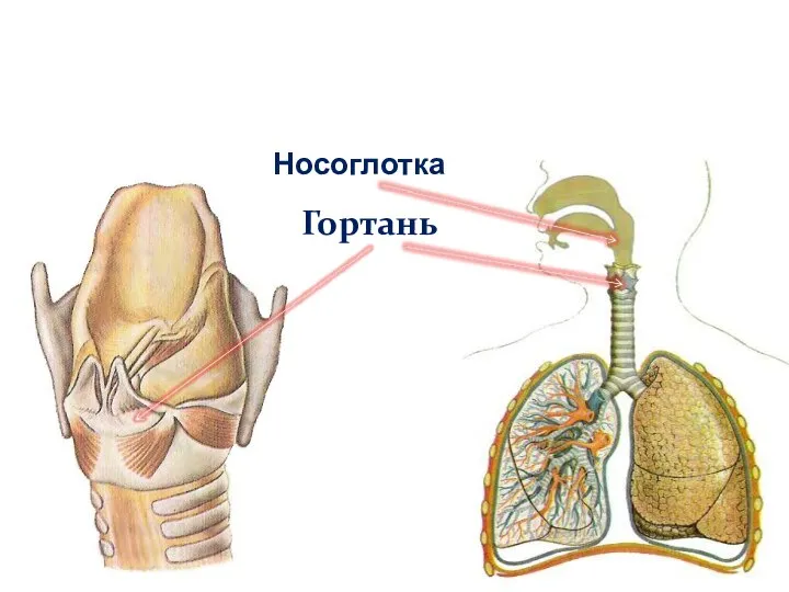 Органы дыхания Гортань Носоглотка