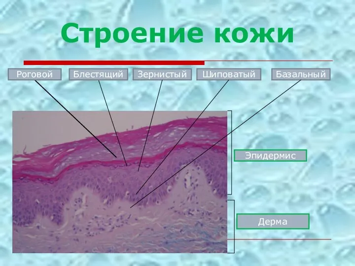 Строение кожи Роговой Блестящий Зернистый Шиповатый Эпидермис Дерма Базальный