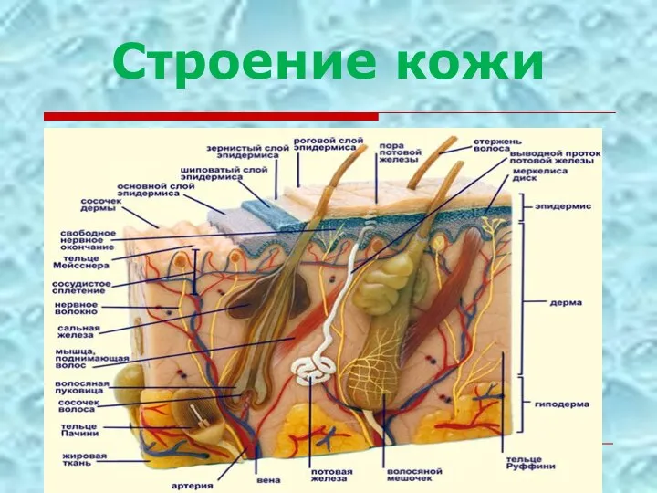 Строение кожи