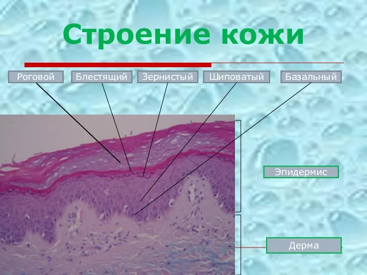 Строение кожи Роговой Блестящий Зернистый Шиповатый Эпидермис Дерма Базальный