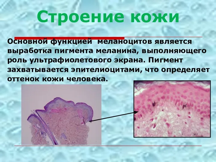 Основной функцией меланоцитов является выработка пигмента меланина, выполняющего роль ультрафиолетового экрана. Пигмент