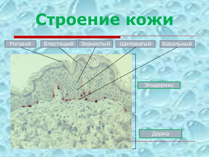 Строение кожи Роговой Блестящий Зернистый Шиповатый Эпидермис Дерма Базальный