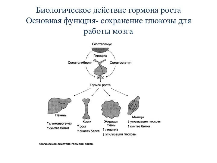 Биологическое действие гормона роста Основная функция- сохранение глюкозы для работы мозга