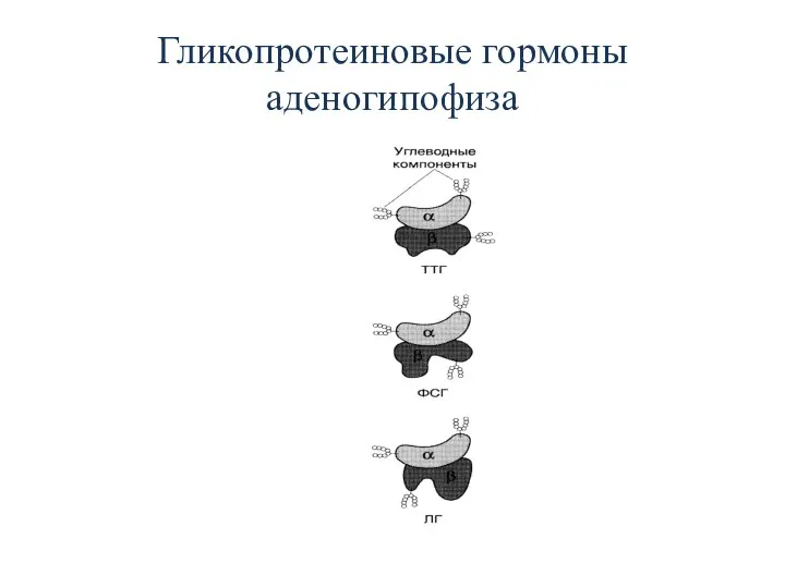 Гликопротеиновые гормоны аденогипофиза