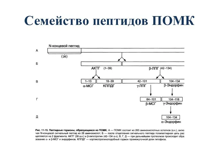 Семейство пептидов ПОМК