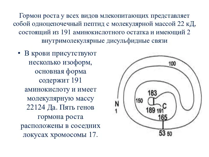 Гормон роста у всех видов млекопитающих представляет собой одноцепочечный пептид с молекулярной