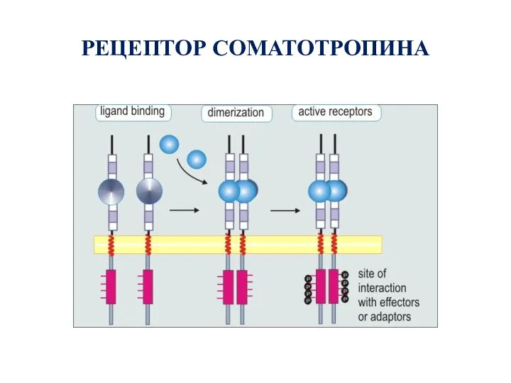 РЕЦЕПТОР СОМАТОТРОПИНА