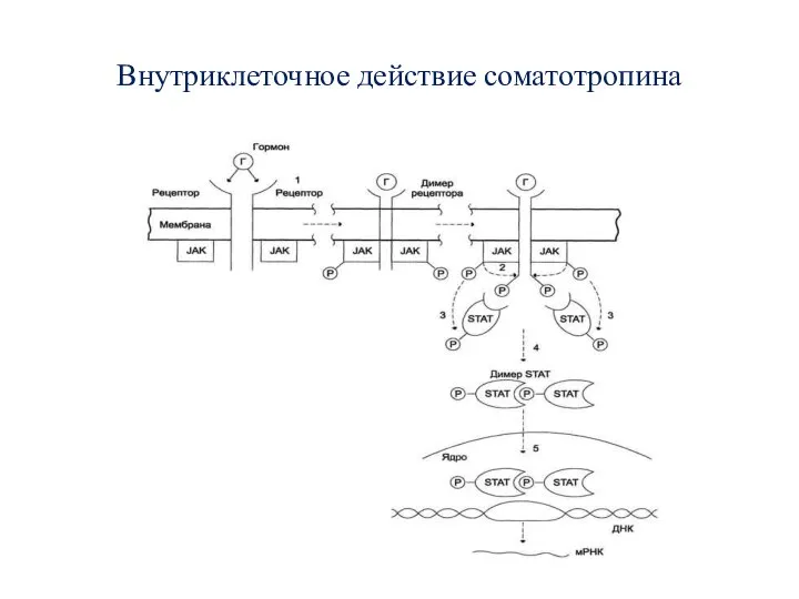 Внутриклеточное действие соматотропина